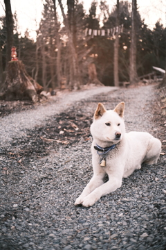 番犬