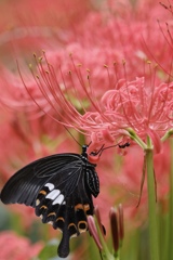 彼岸花4