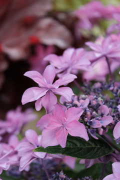 桜花乱舞