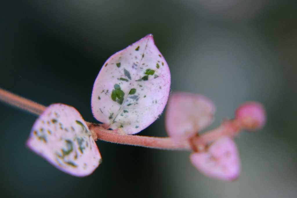 ハツユキカズラ