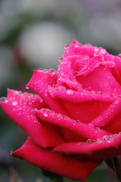 薔薇と雨