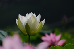 白い蓮