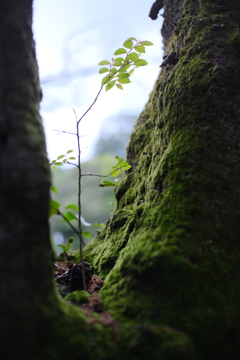 低山ハイク