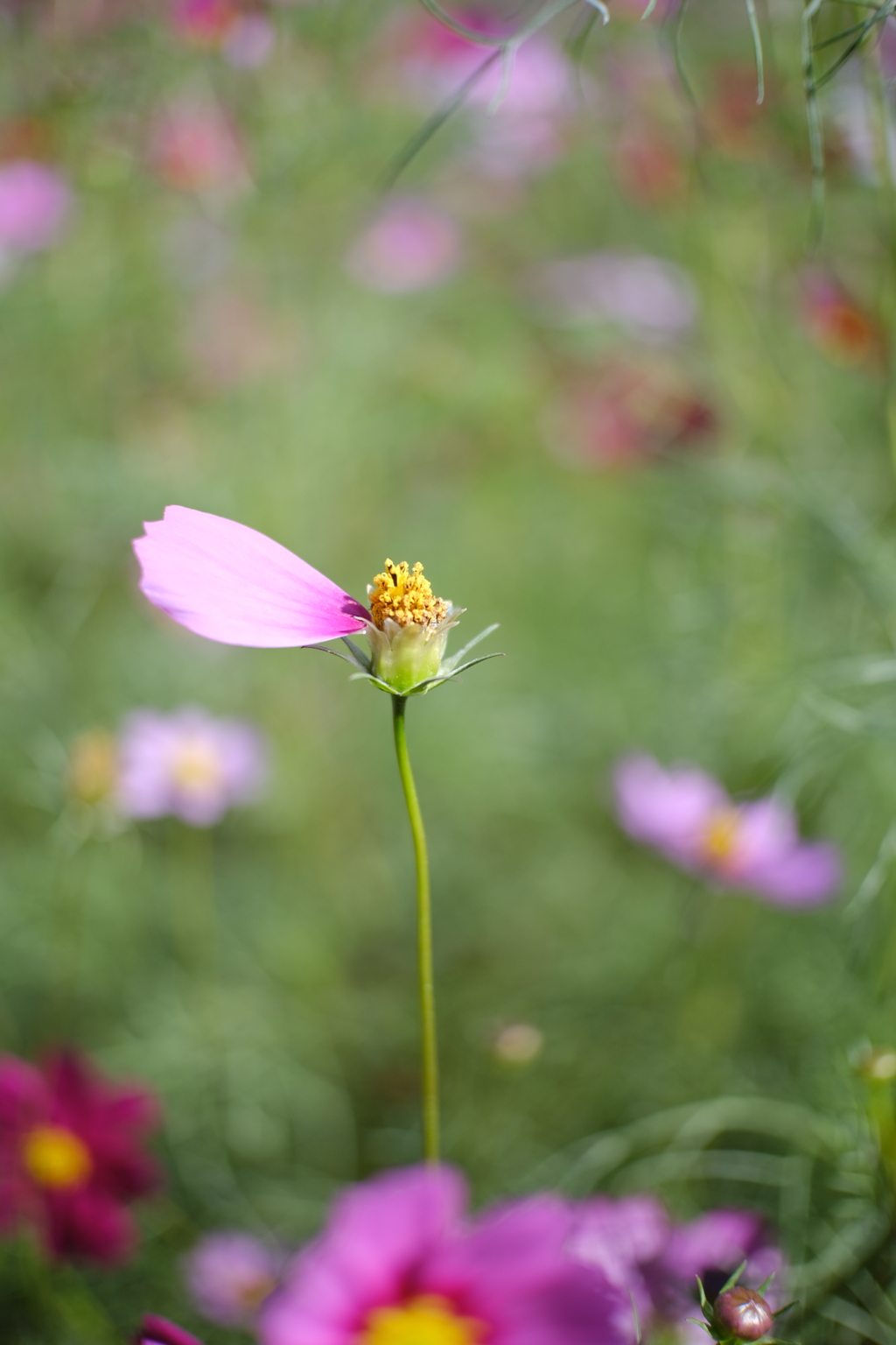 花びら占い