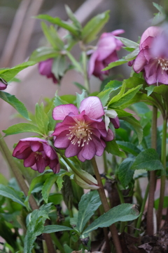 クリスマスローズ