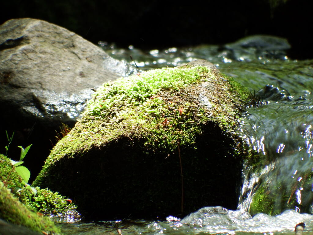 赤城自然園3