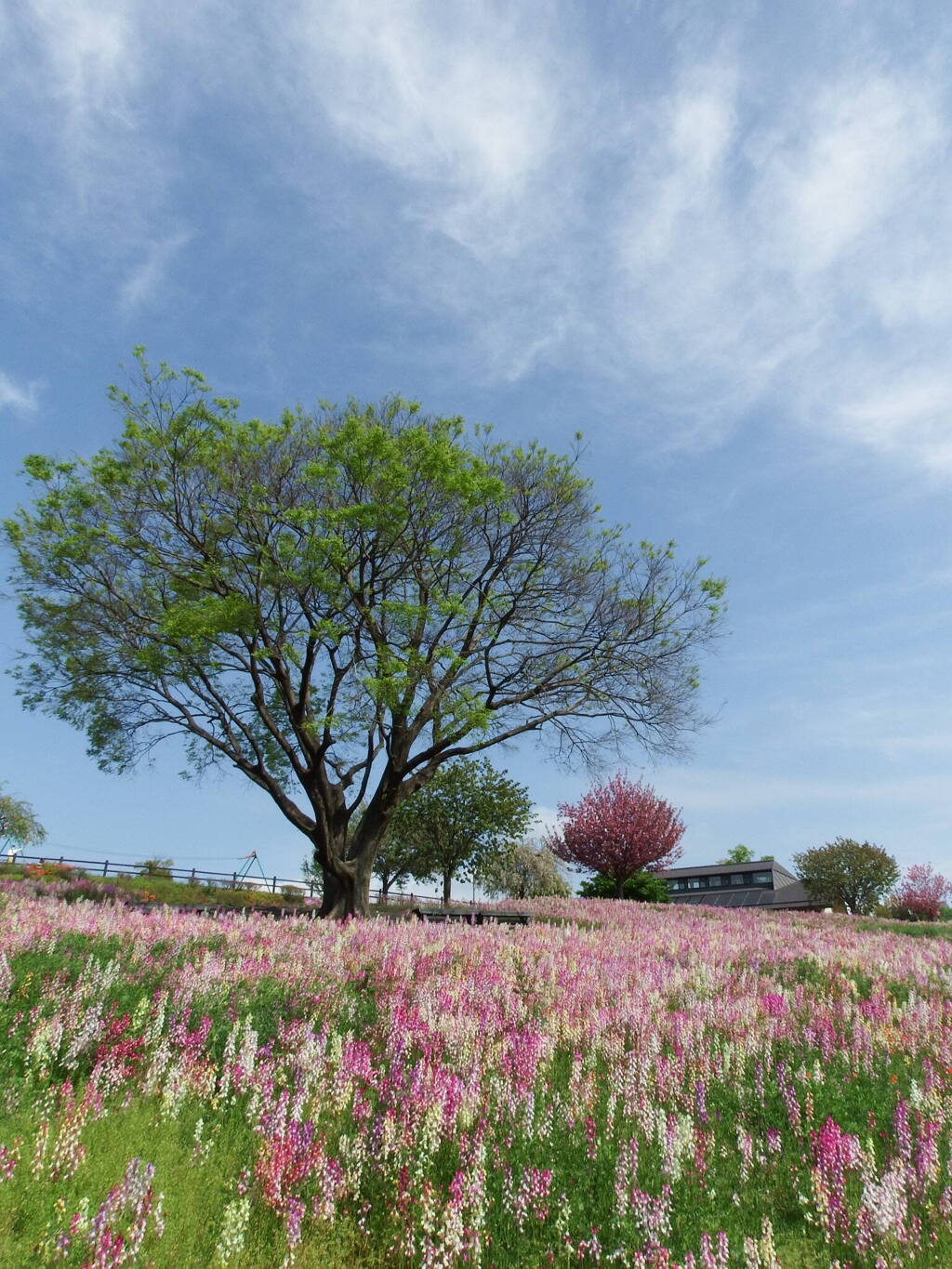 朝の一枚