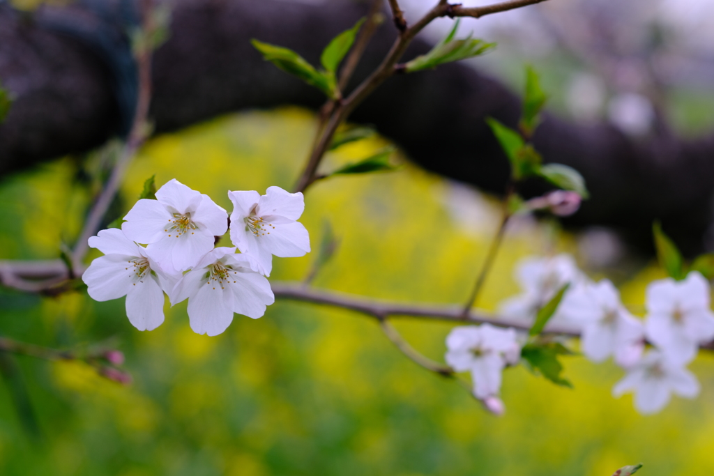 桜