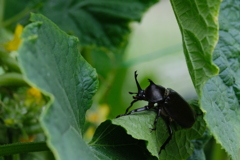 カブトムシ