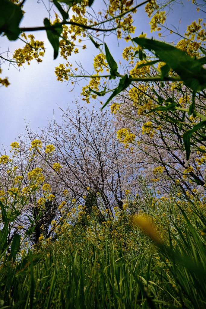 見上げてみれば