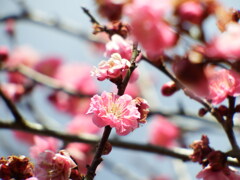 梅は咲いたか桜はまだか⑥