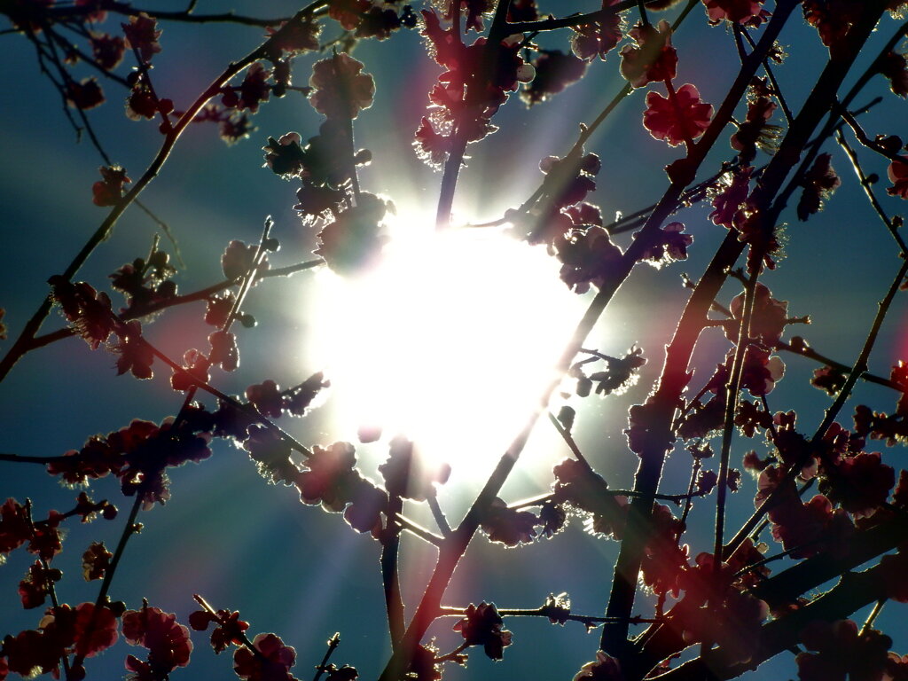 梅は咲いたか桜はまだか③
