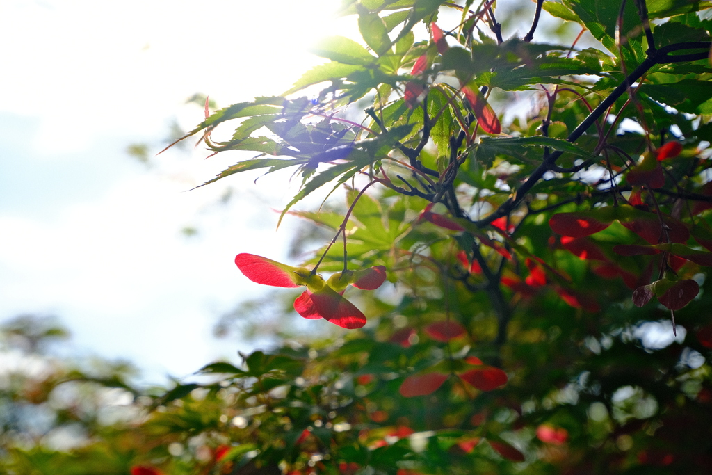 もみじの赤い種