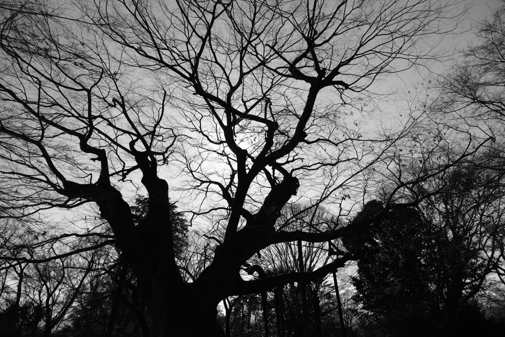 金山の大ケヤキ