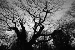 金山の大ケヤキ