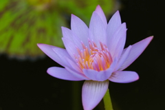 Purity of heart　①