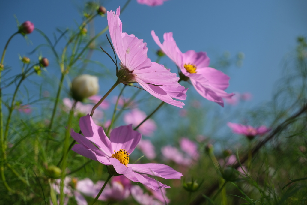 コスモス