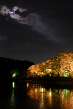 月と夜桜②