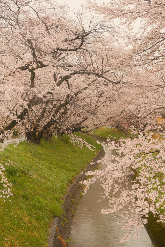 雨天の桜⑤