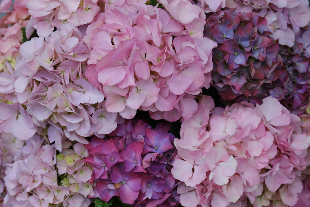 紫陽花
