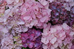 紫陽花