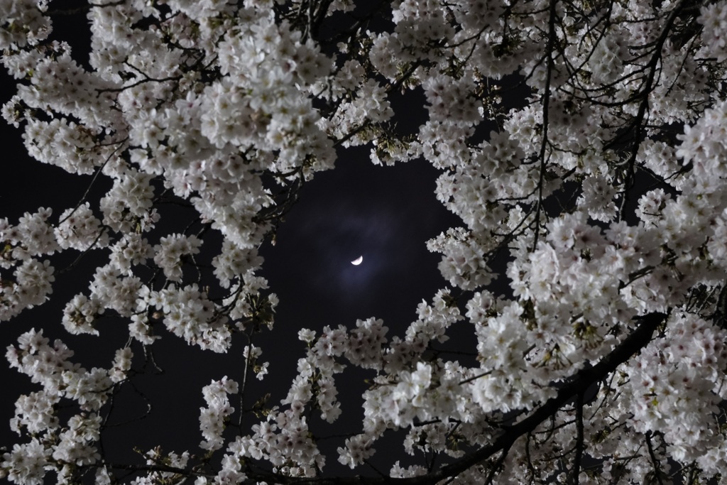 月と桜