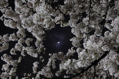 月と桜