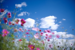 雲とコスモス
