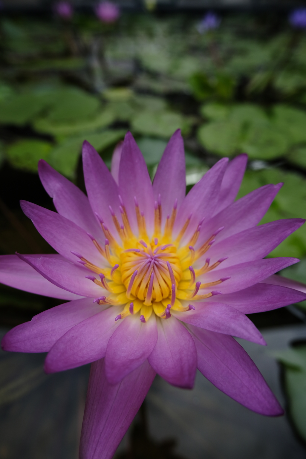 Purity of heart　③