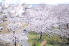 さくら散歩