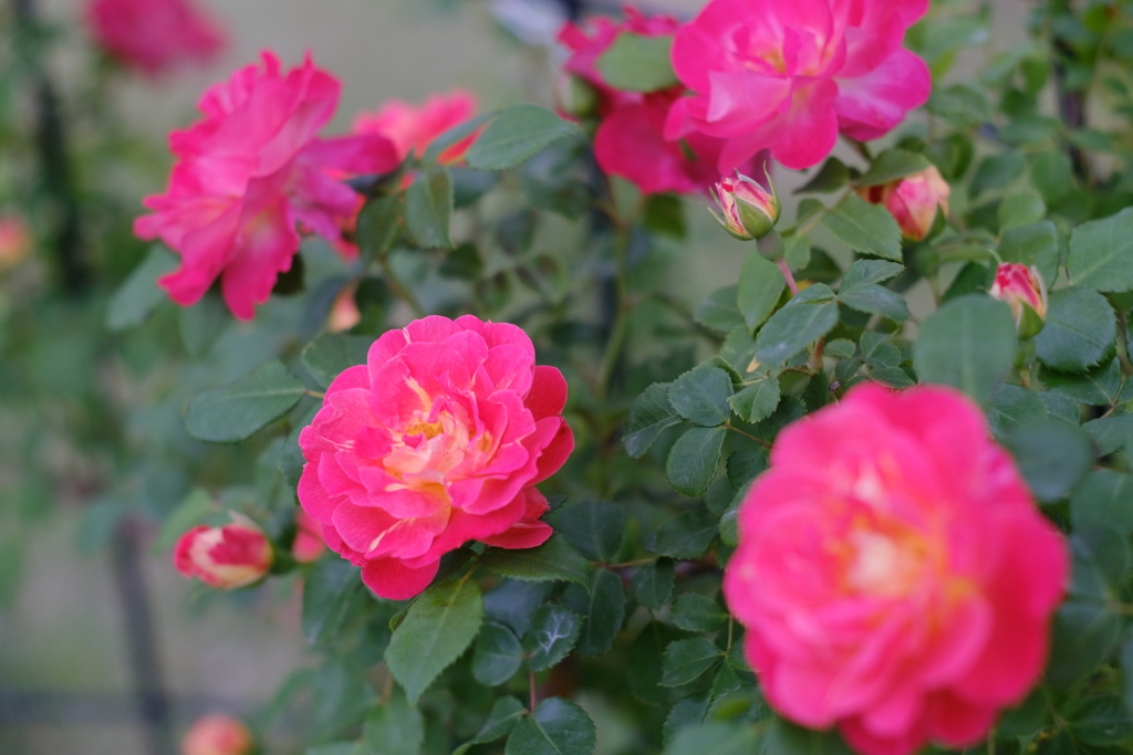 ローズガーデン③