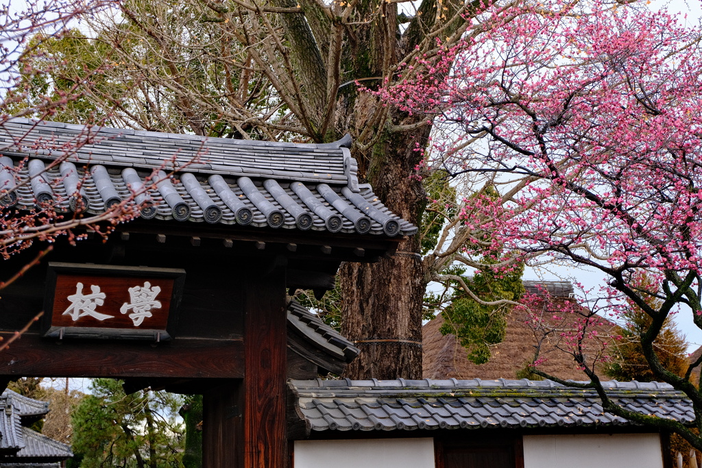 学校門と寒紅梅
