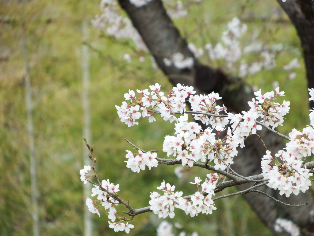 曇天の桜