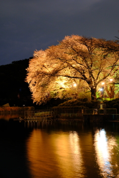 夜桜