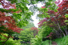 5月のもみじ谷