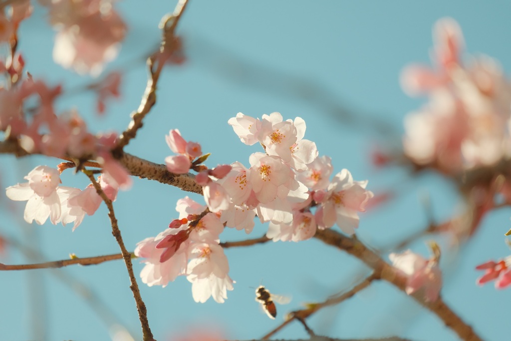 春が来た