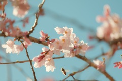 春が来た