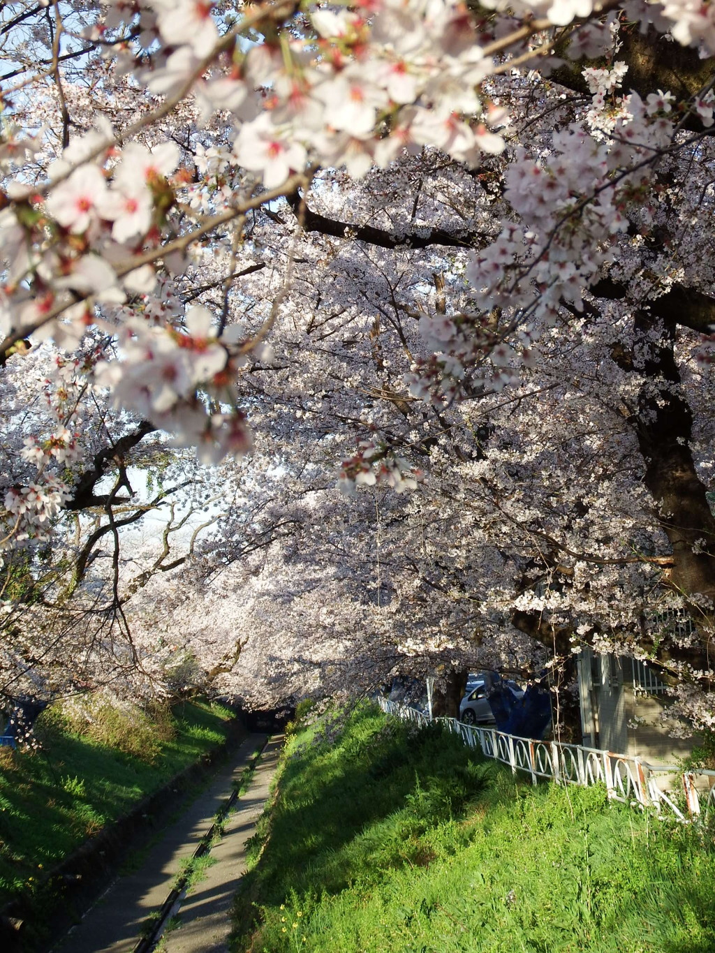 桜