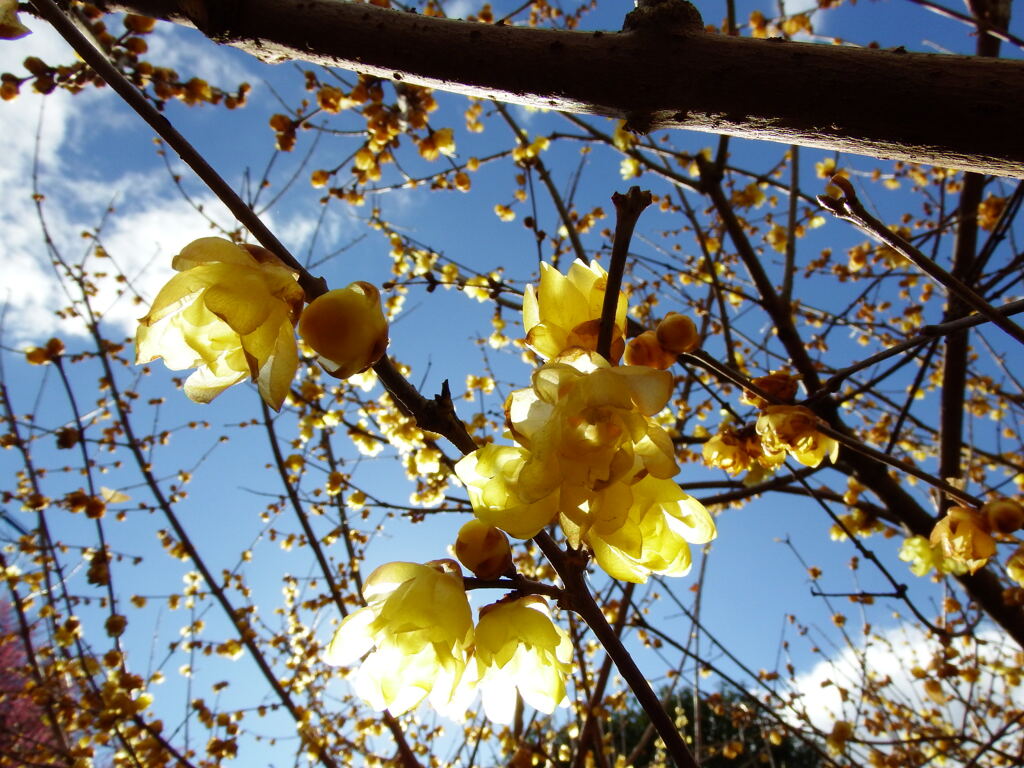 梅は咲いたか桜はまだか①