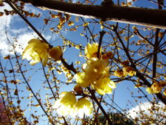 梅は咲いたか桜はまだか①