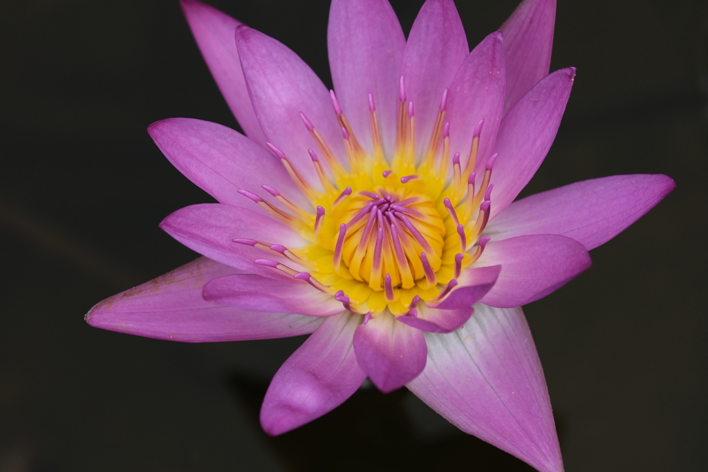 Purity of heart　②