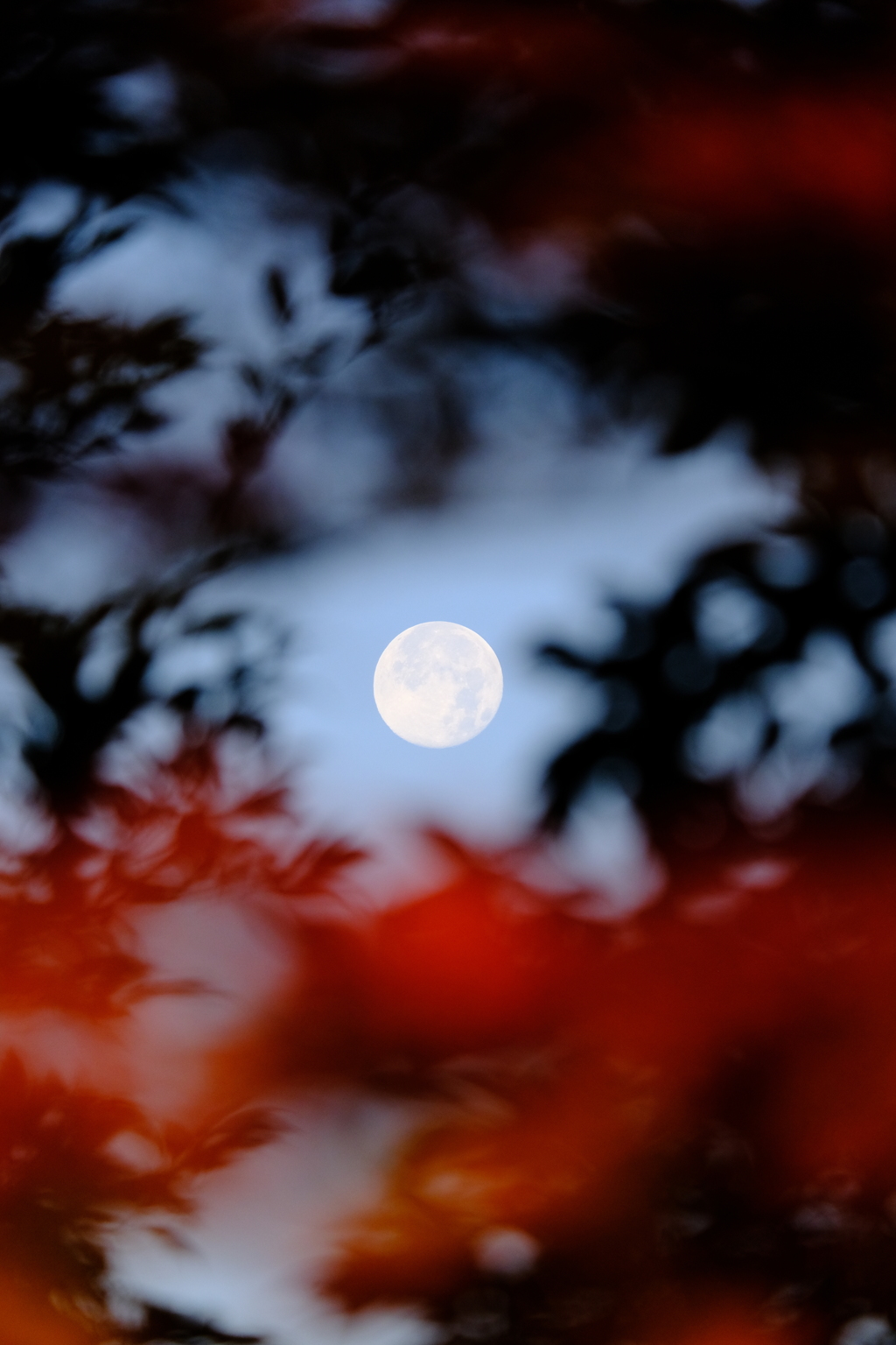 コールドムーン