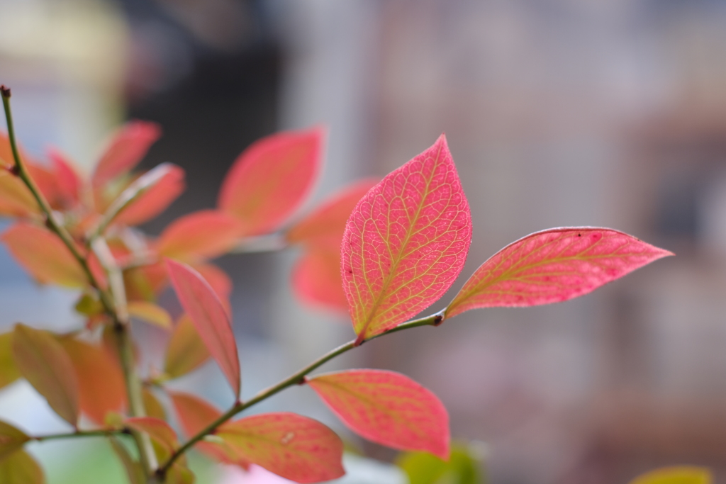 ブルーベリーの葉