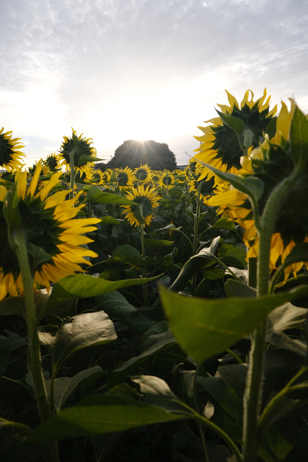 秋のひまわり③