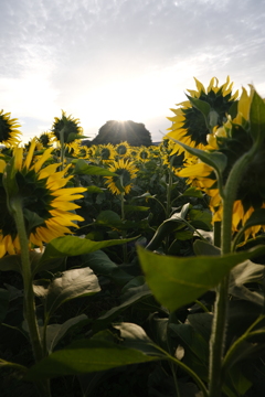 秋のひまわり③