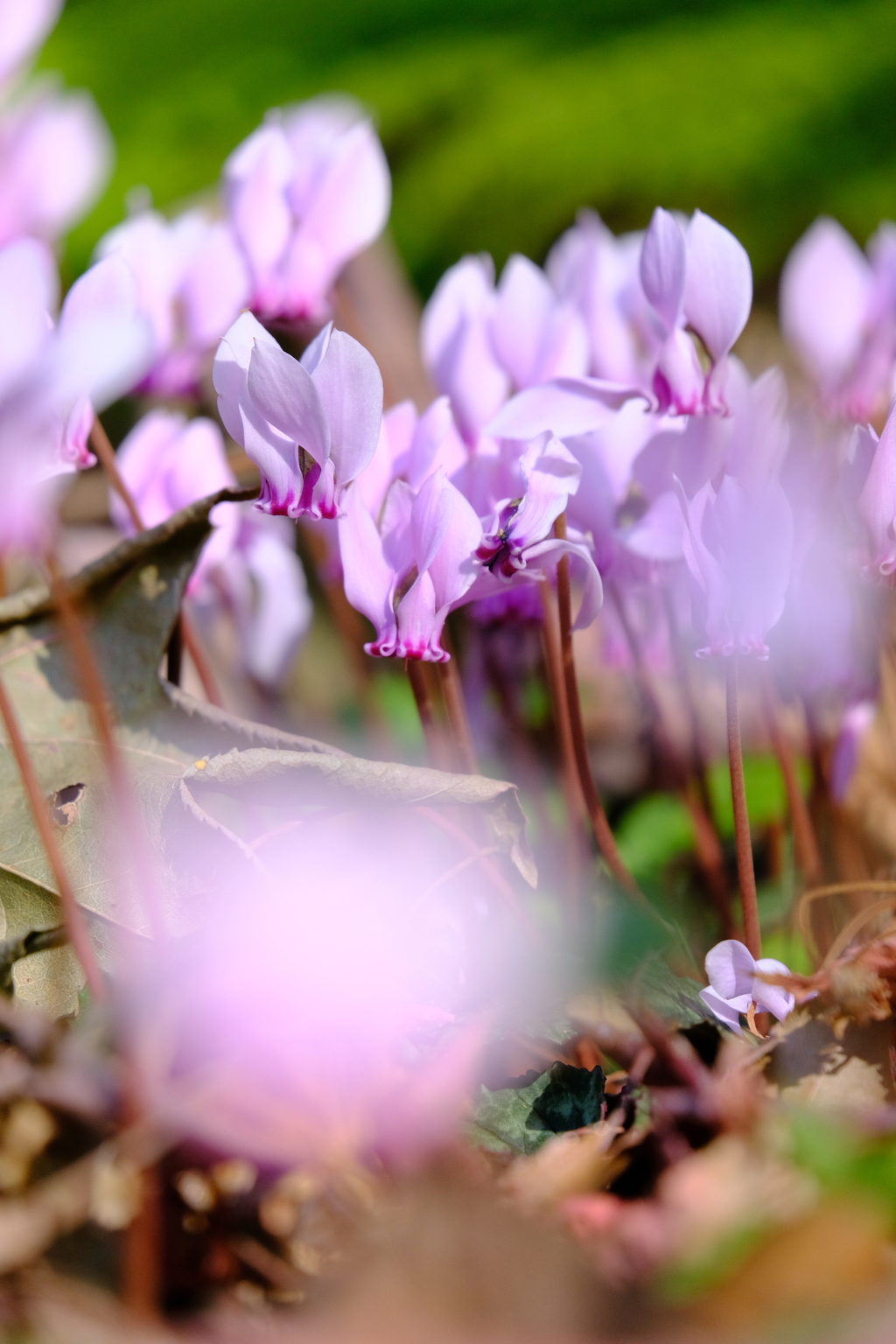 ヘデリフォリウム