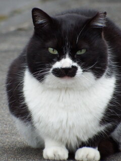 ねこ