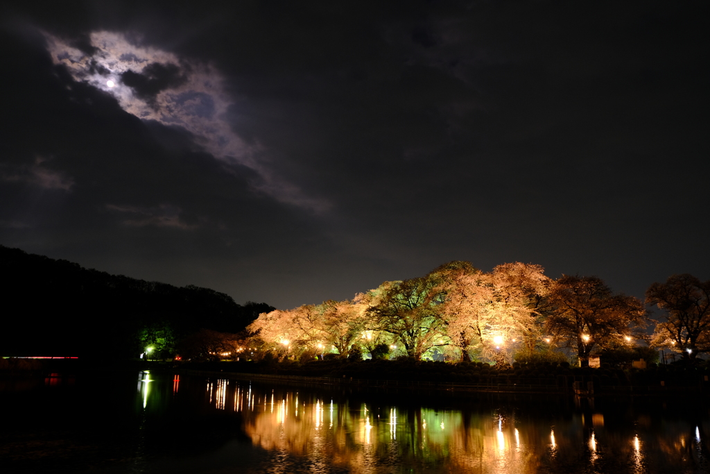 月と夜桜①