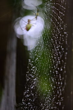 蜘蛛の巣