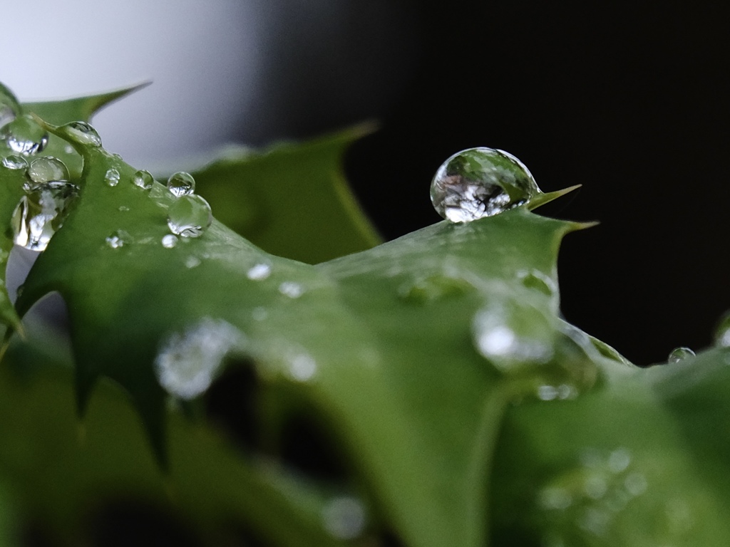 雨上がり